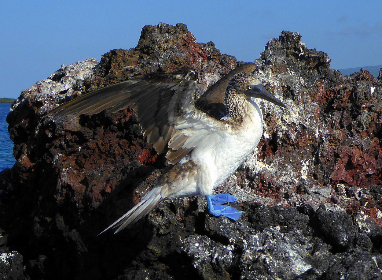 image Blue-footed Booby